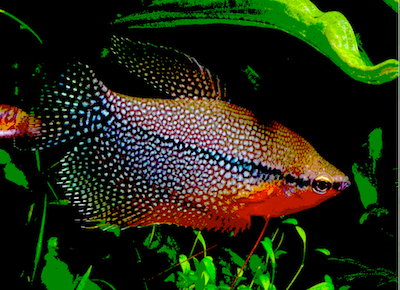 Pearl-Gourami-P-sml